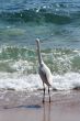 Bird near the sea