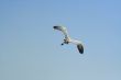 The bird flies