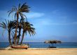 palms, beach and men