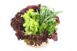 lettuce