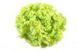 lettuce - lollo bindo