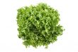 lettuce - lollo bindo