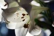 lily in morning