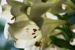 lily in morning