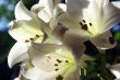 lily in morning