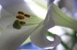 lily in morning