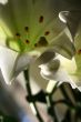lily at morning