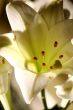 lily in morning