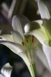 lily at morning