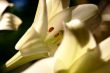 lily at morning