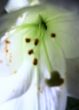 lily at morning