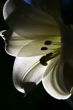 lily at morning