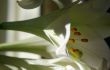 lily at morning