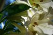 lily at morning