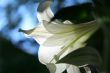 lily at morning