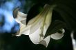 lily at morning