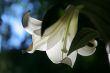 lily at morning