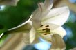 lily at morning