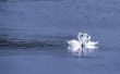 Three white swans