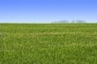 sky and green grass landscape