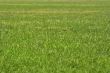 Green grass background