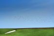 Spring. Snow, green grass and bird