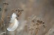  Feather and grass.