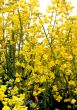 canola background