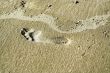 Footprint background