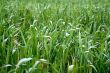 grass background