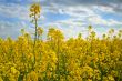 Canola background