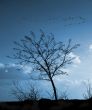 Silhouette of a tree