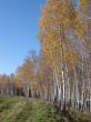 Autumn white birch alley