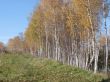 Yellow fall birch alley perspective