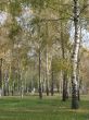 Yellow fall birch alley perspective