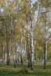 Yellow fall birch alley perspective