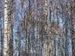 Birch countless tree alley