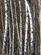 White birhc logs row