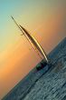 The Gold sails