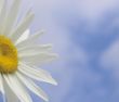 Daisy Against a Blue Sky