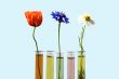 flowers in test tubes