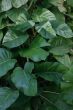 Leaves close up