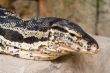 Reptile