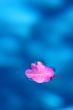 Leaf on pool