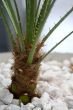 Roots on flowerpot
