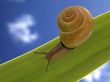 Snail