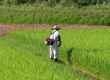 Man working in the rice field