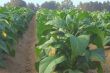 Tobacco Field
