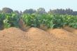 Tobacco Field