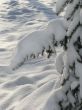 Winter snowy landscape with fur-trees
